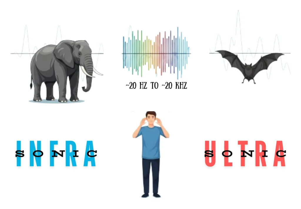 Illustration of Difference between Infrasound and Ultrasound